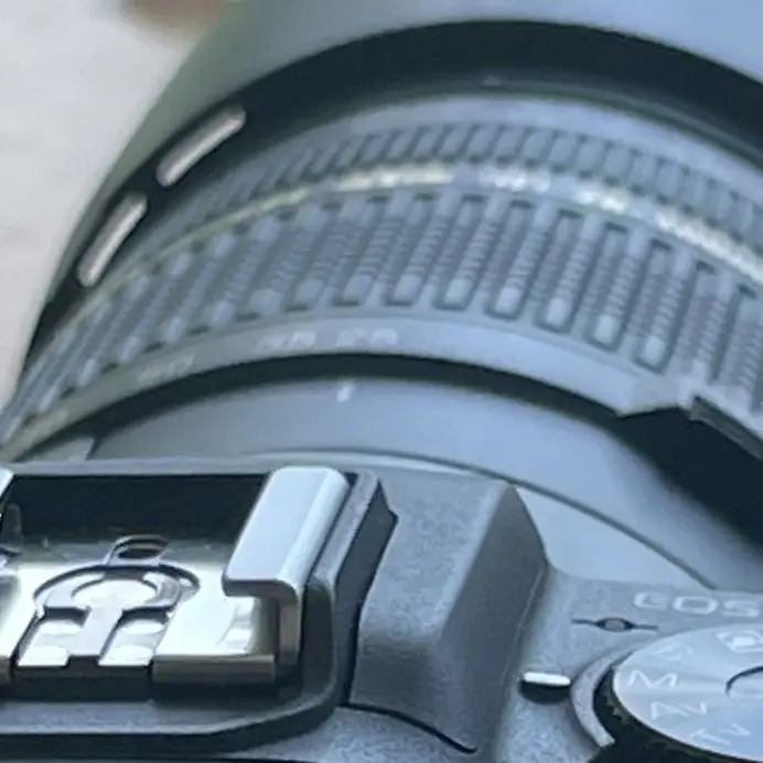 WildDeli8717의 一国の姫