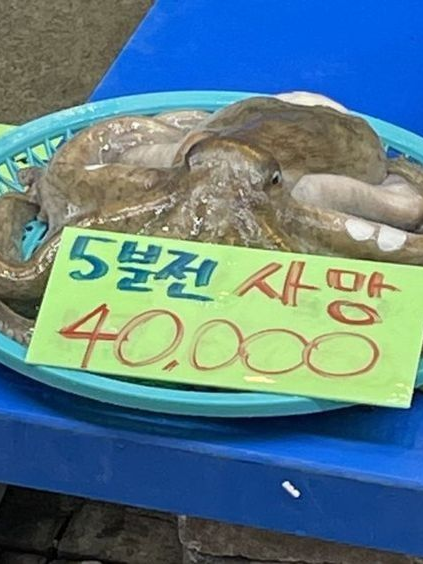 문어를 키워놨더니. (개인용) 대표 이미지