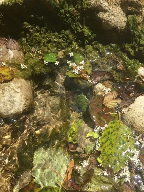 Pinkstockings의 Tighnari