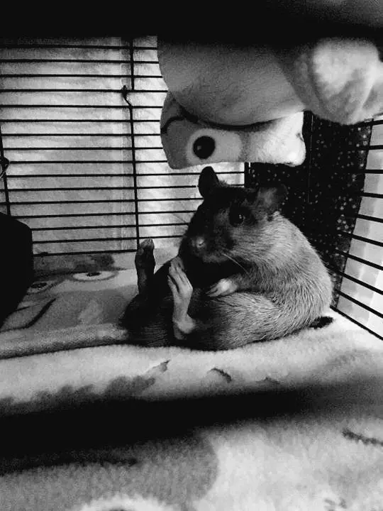 When_angels_deserve_to_die의 ℝ𝕒𝕟𝕕𝕪