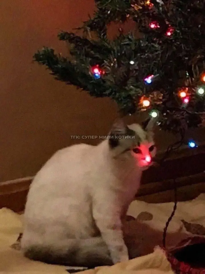 FoulStem3368의 Christmas Miracle