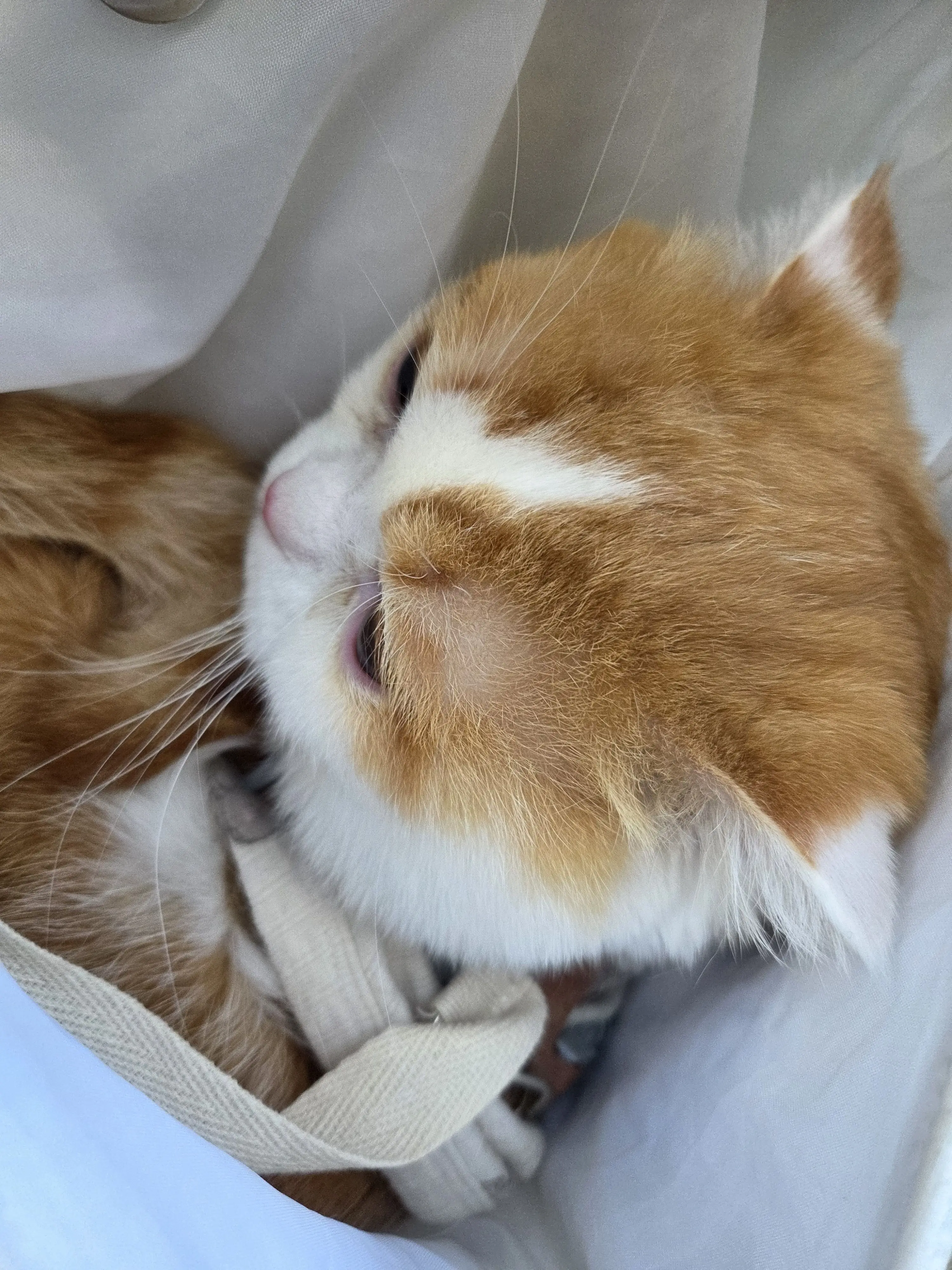 Toge_wife0601의 레노챤과 햎삐 뉴이어