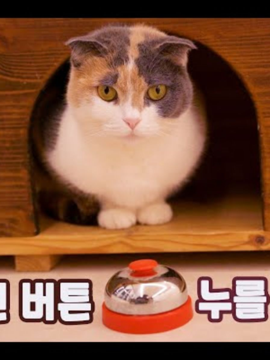 고양이 산책 대표 이미지