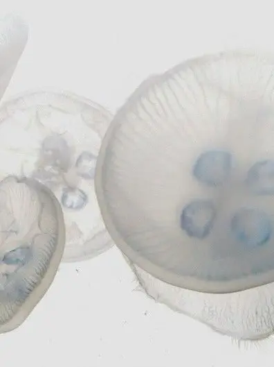 SmoothDill4402의 아낙트 고등학교