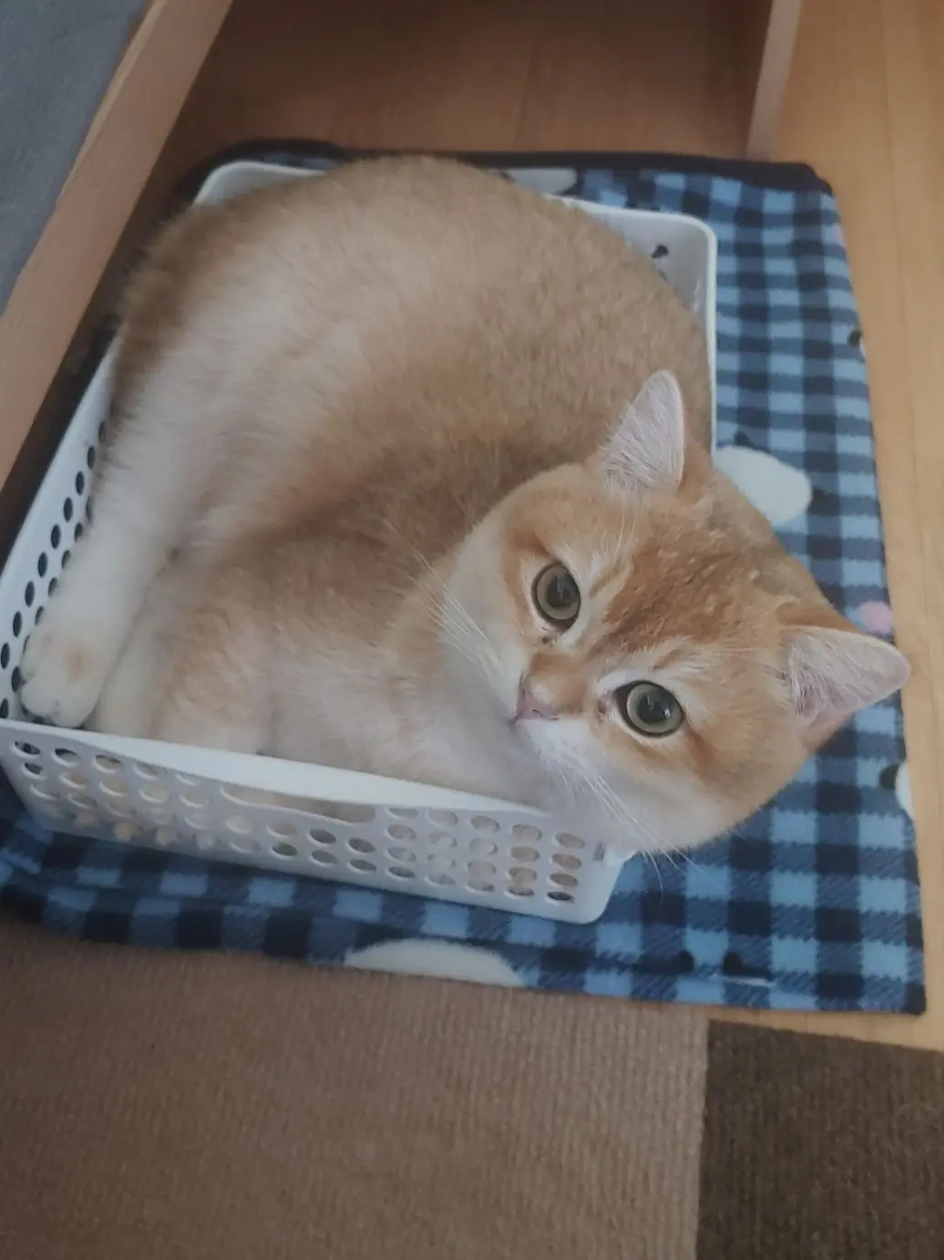 Monyangiscute의 길고양이 냥줍해서 같이살기