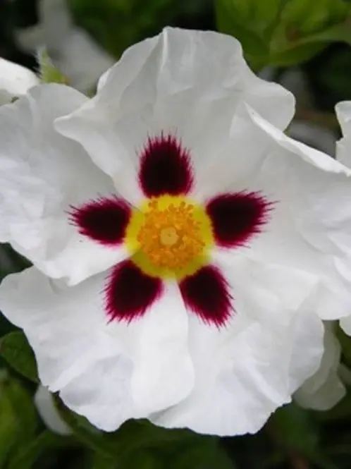 snow_.flower의 각별