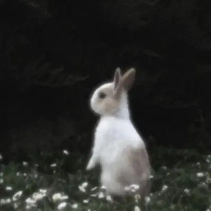 Satansseggi2의 Bunny