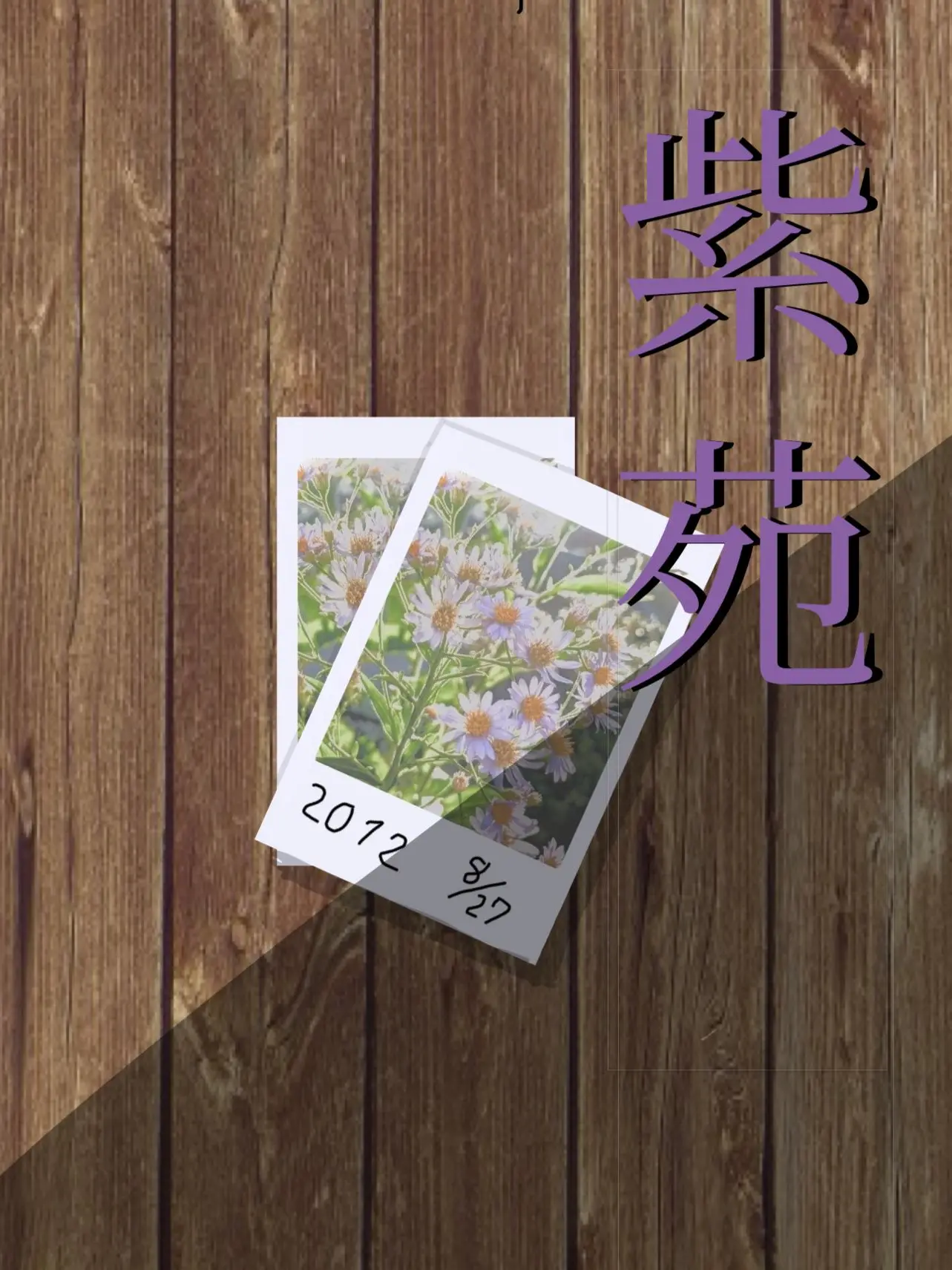 Rabiori의 紫苑