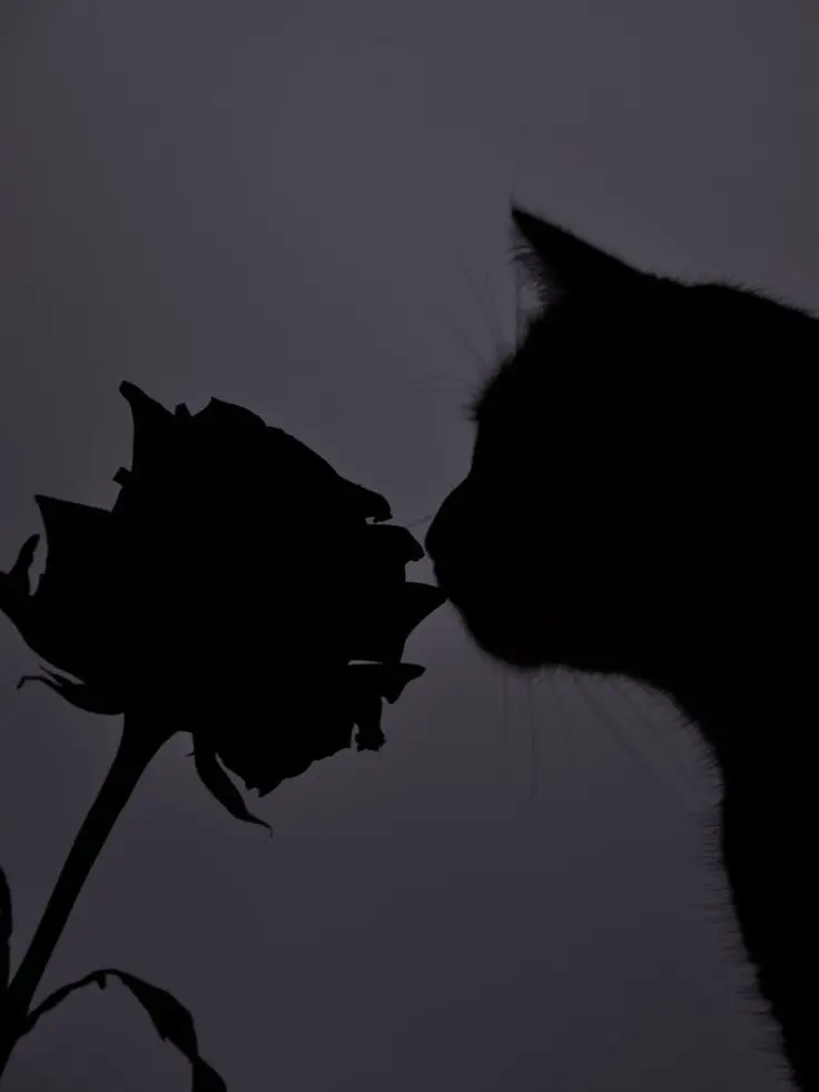 Loveisover의 猫化？！
