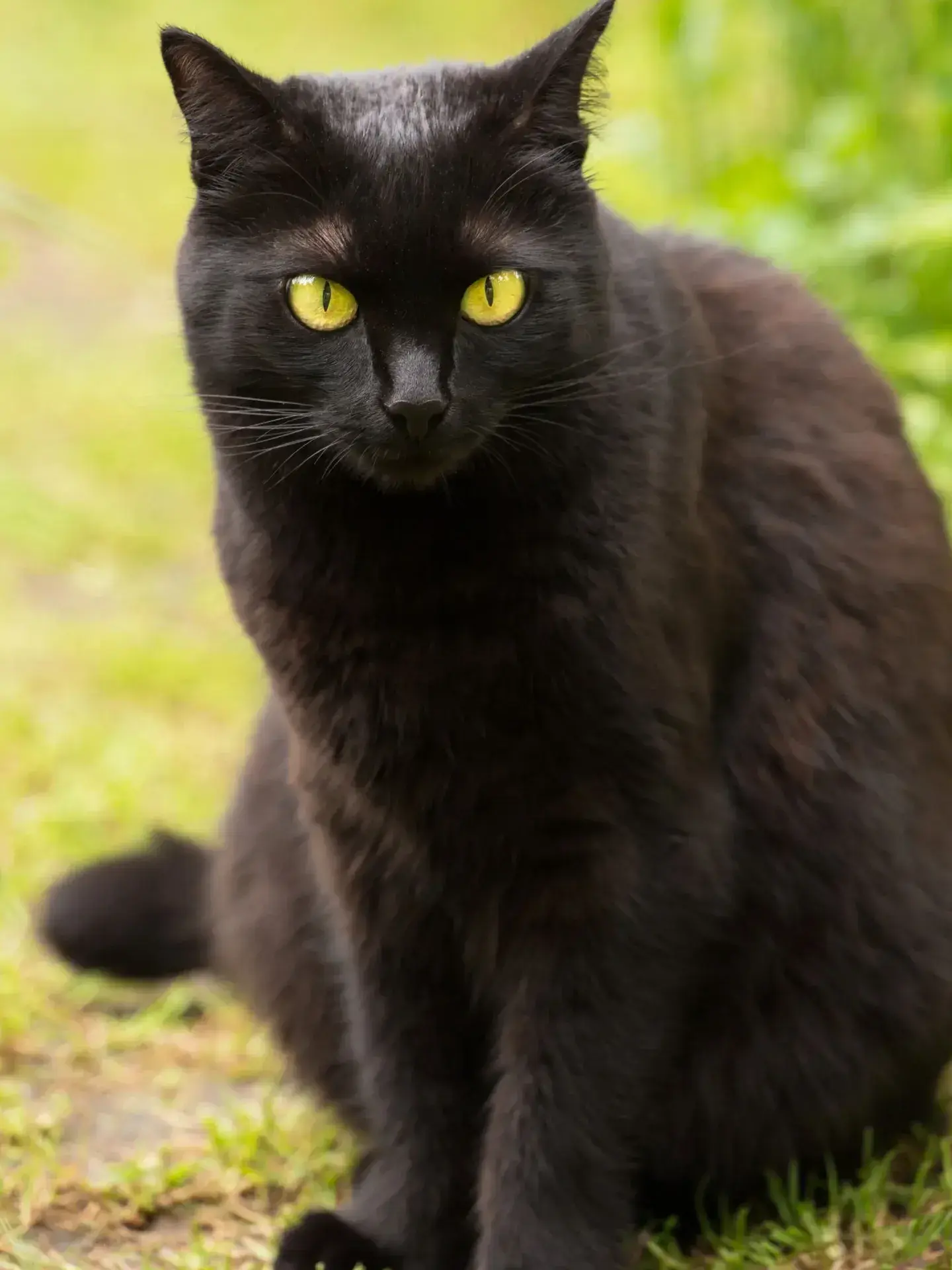 Amyx23의 Minho your hybrid cat