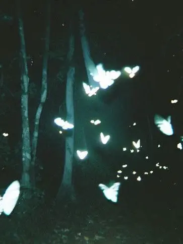 Liden_A.U.K의 ⚠️🦋 화려한 겉모습 🦋⚠️