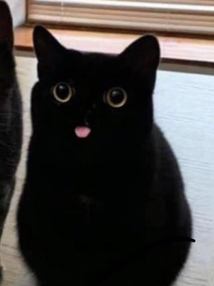 야옹 대표 이미지