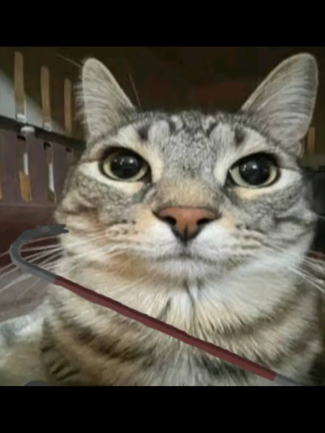 The_true_larper의 Cat.