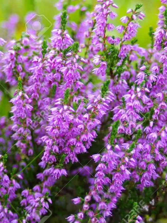 Free0610의 제가 뭘 샀는데요...