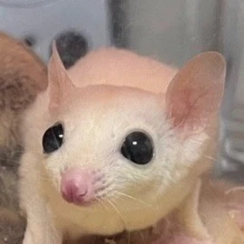 주인과 대화하는 말안듣는 루피