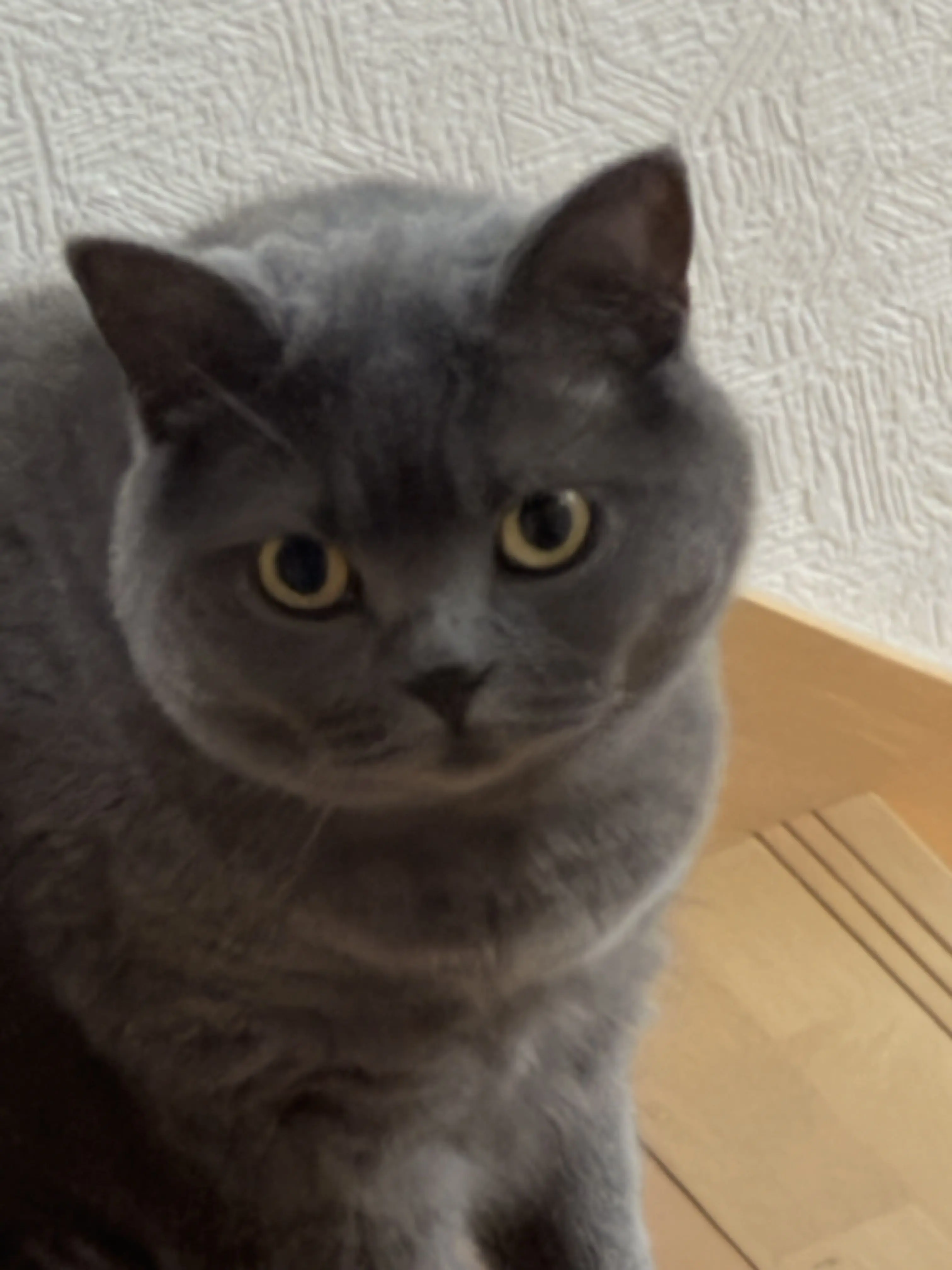 komeko_06의 つかうなー