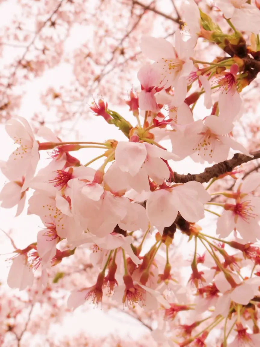 tt__1025의 桜と思い出