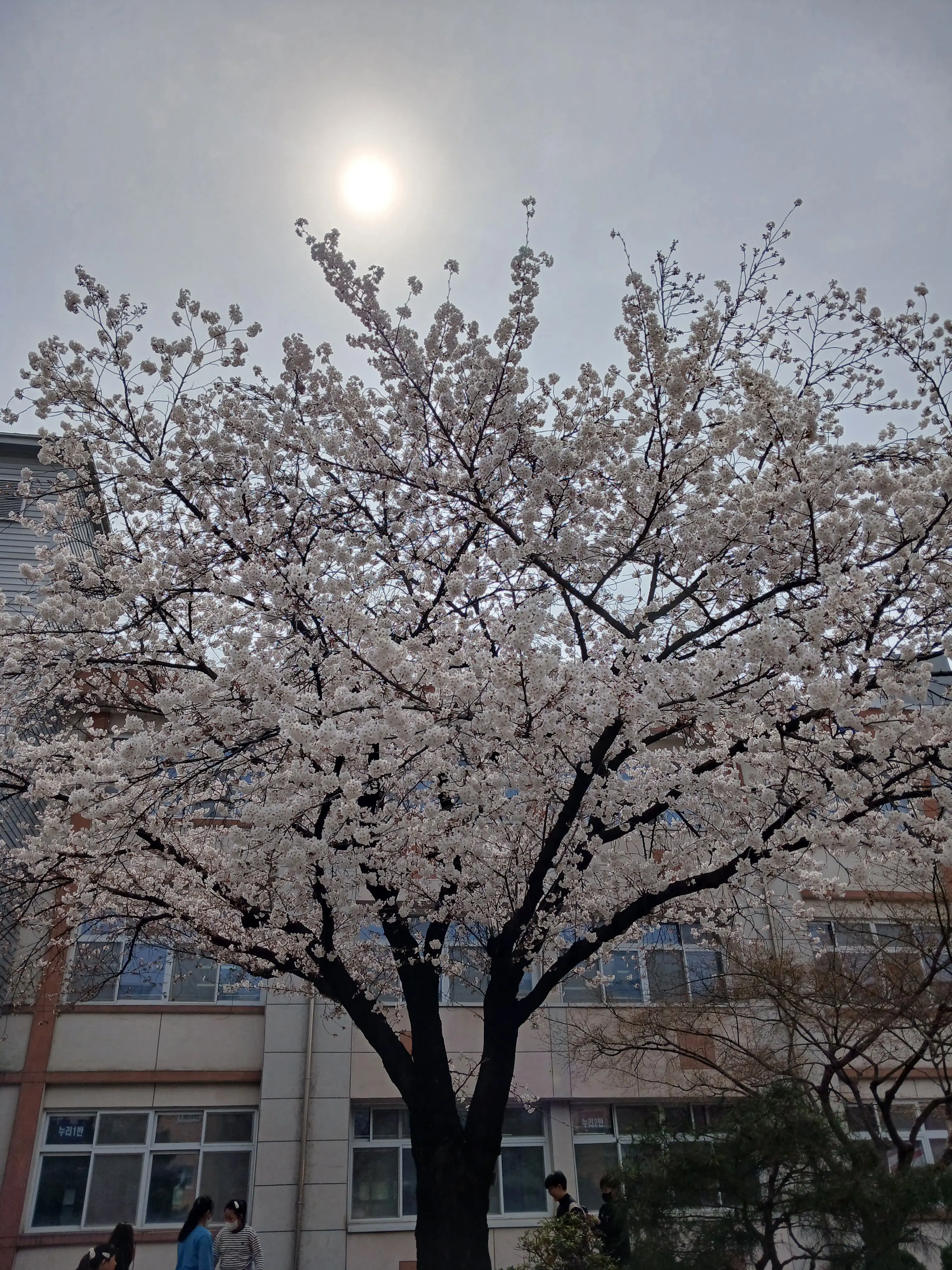 LovingLake1052의 뜰팁(+여우)