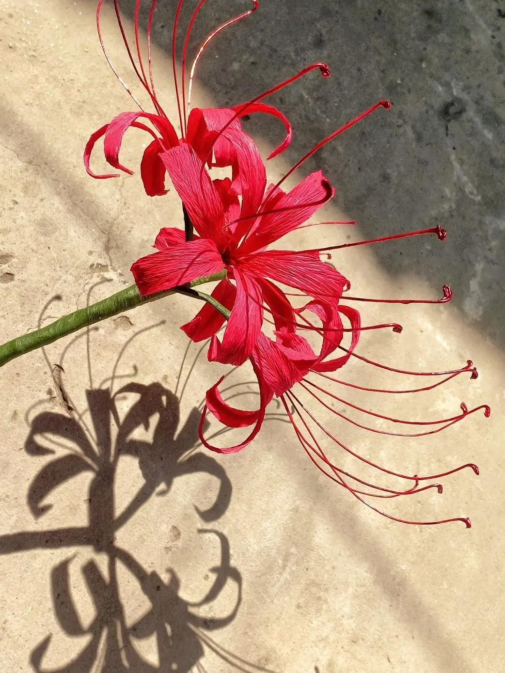 Allofllove의 相思花