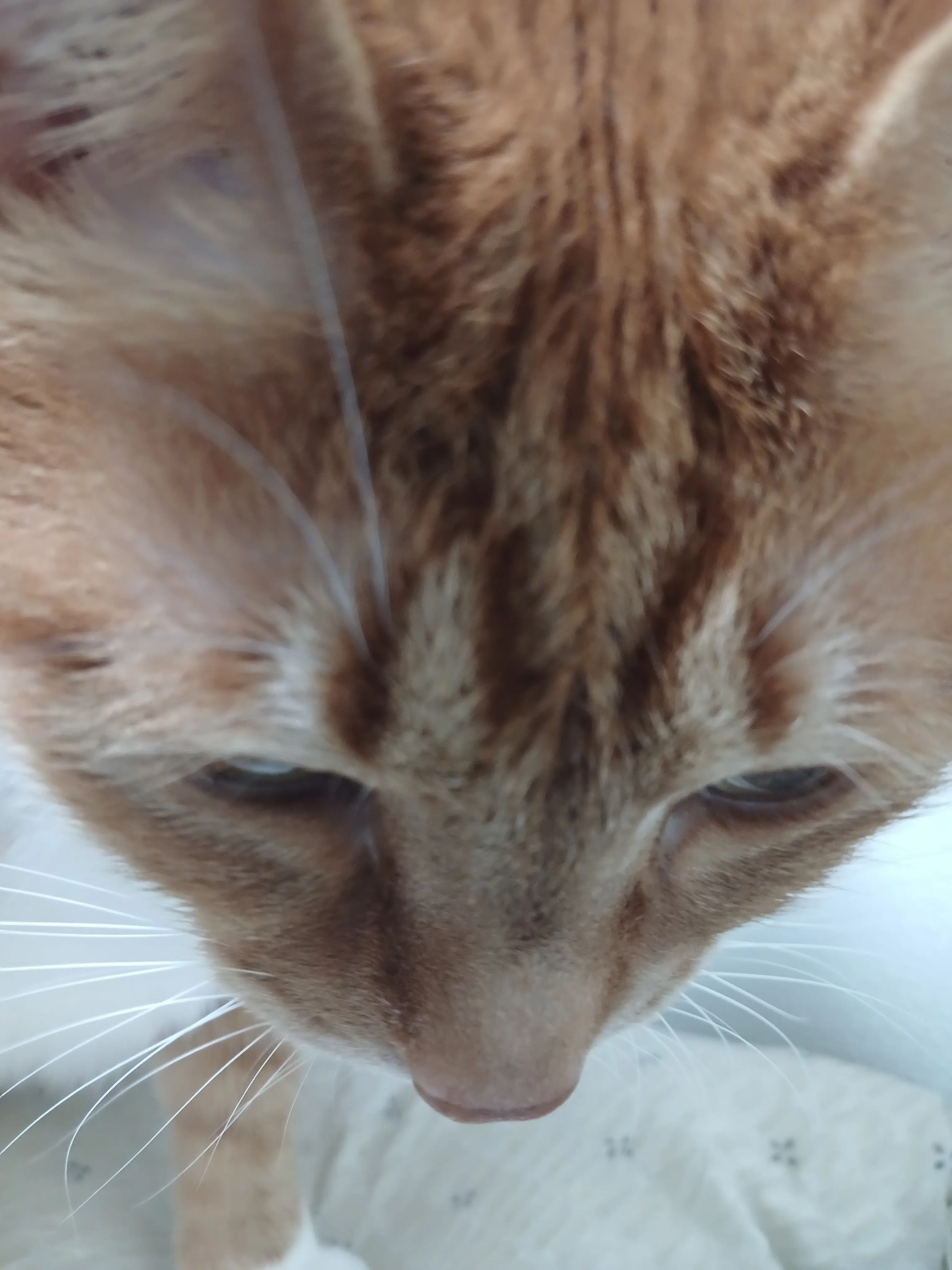 ilovemee의 그져 평범한 고양이