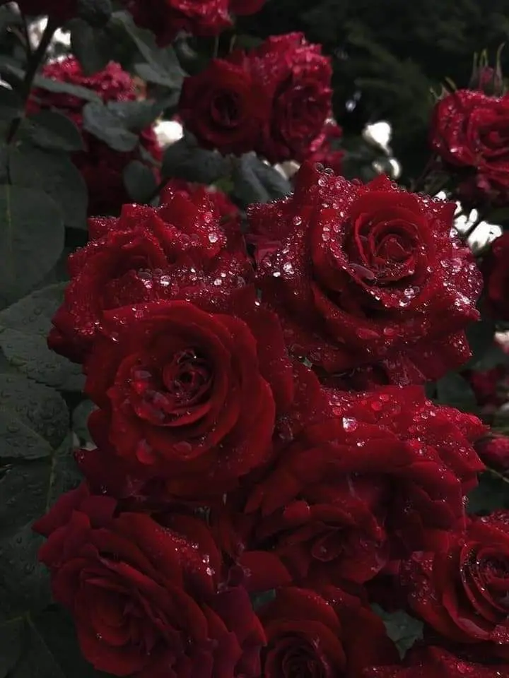 Kanae_074의 ローレン・イロアス