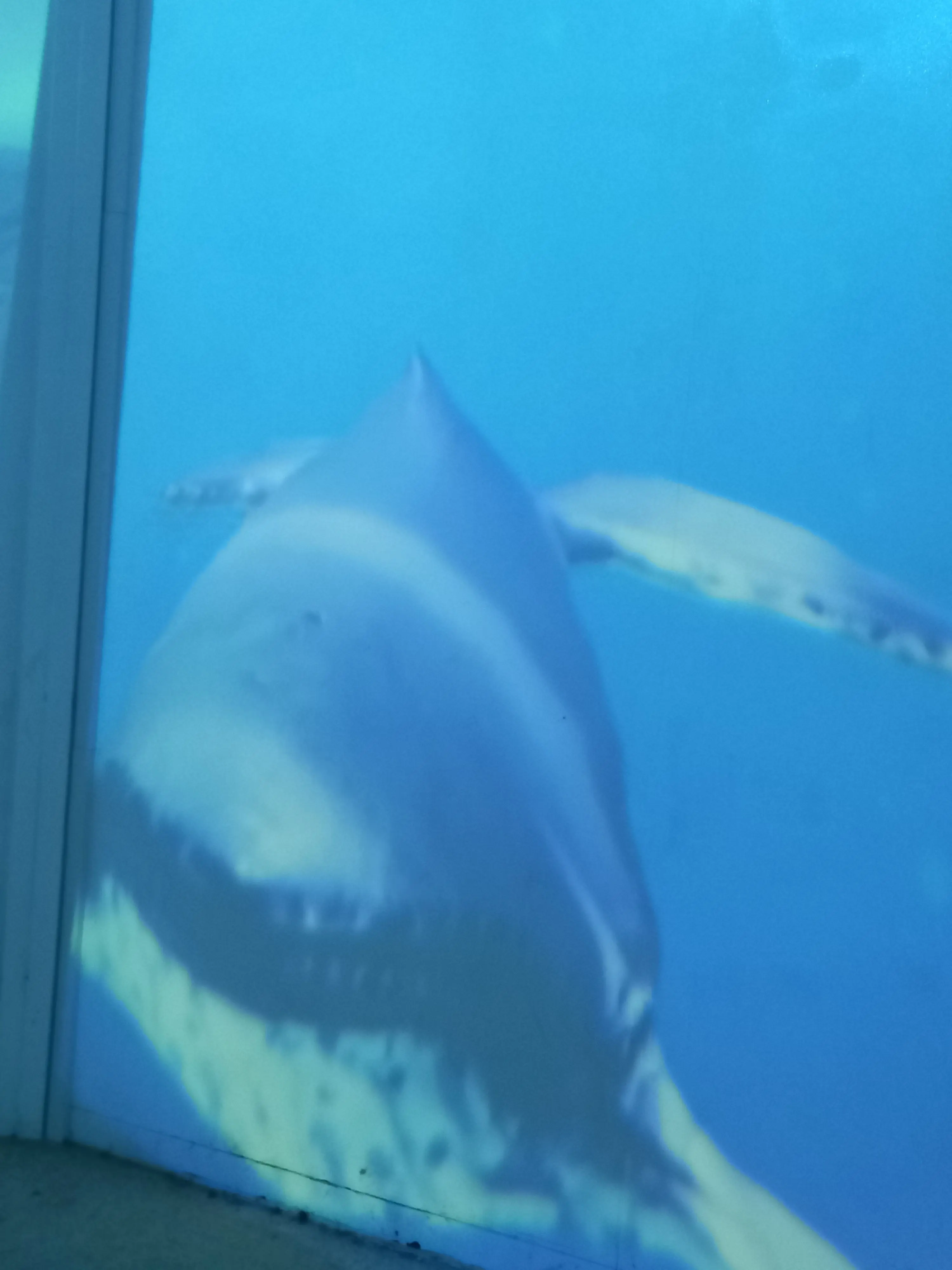 hohohogo의 수영장인데..