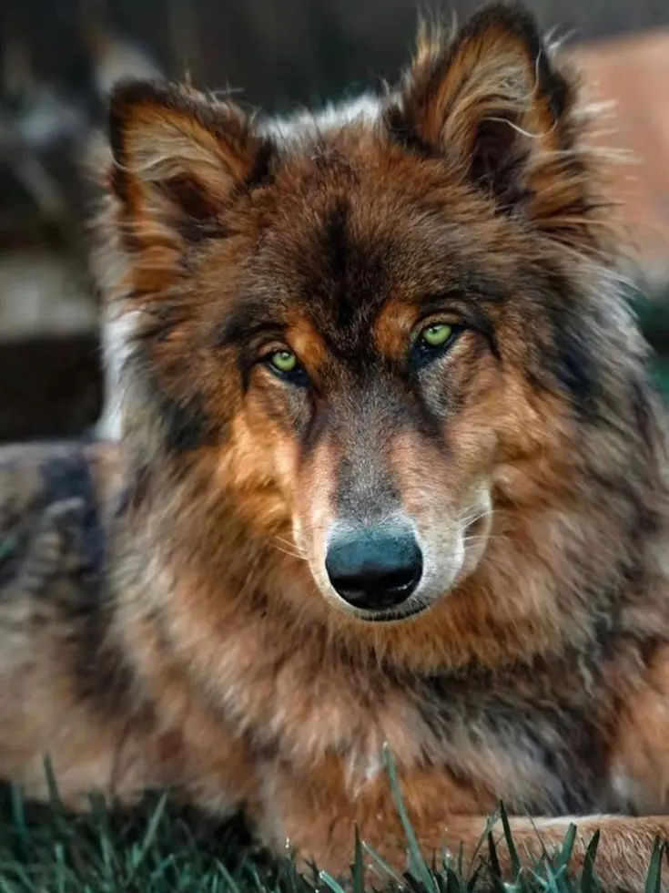 PainedKishu9100의 Family Dog-Dean Wicks