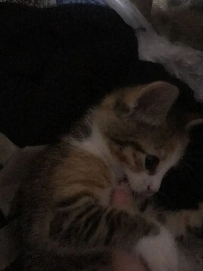 le2222ho의 かわいがって❤︎‪︎