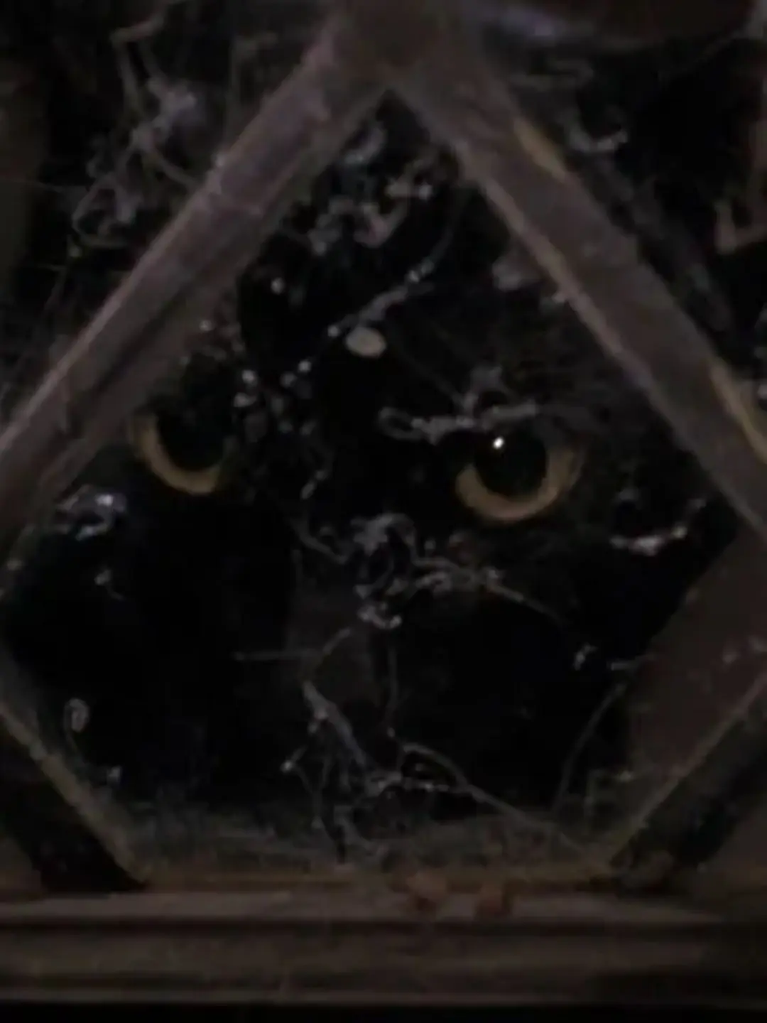 Kane67의 HOCUS POCUS!!!