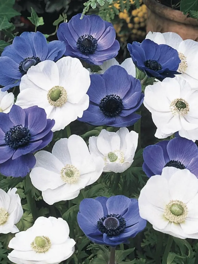 RoomyPhone7330의 大丈夫。ちょっと目が見えなくなっただけ