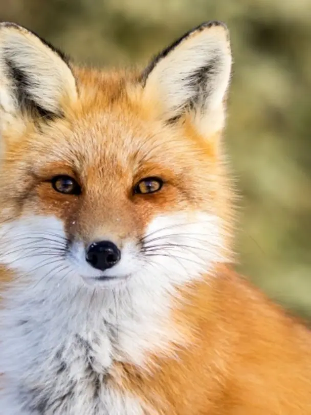 MalePika1273의 미니특공대 오해