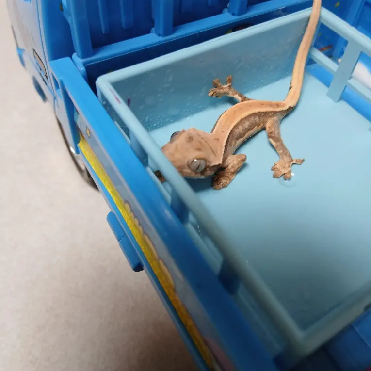 Kirby11의 파자마 파티 6인방