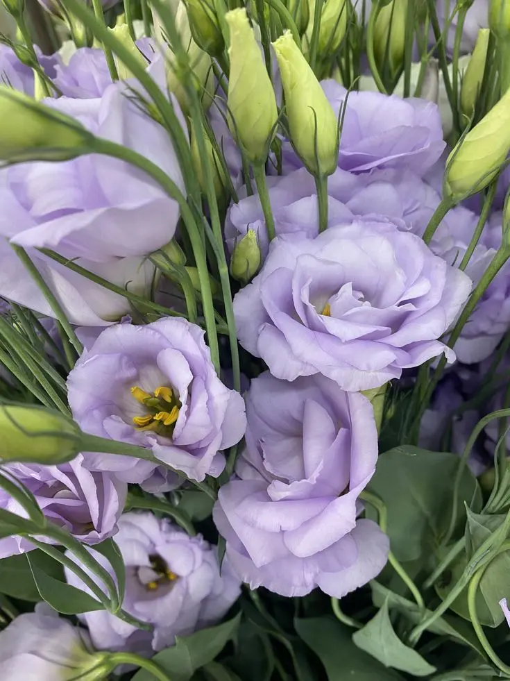 Isheep.love_9158의 변치 않는 사랑이라는 것은