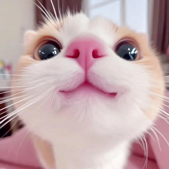 올망똘망 커플을 줍줍해서 집사되기!