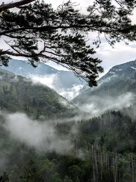 CloudyFleet9382의 산중호걸