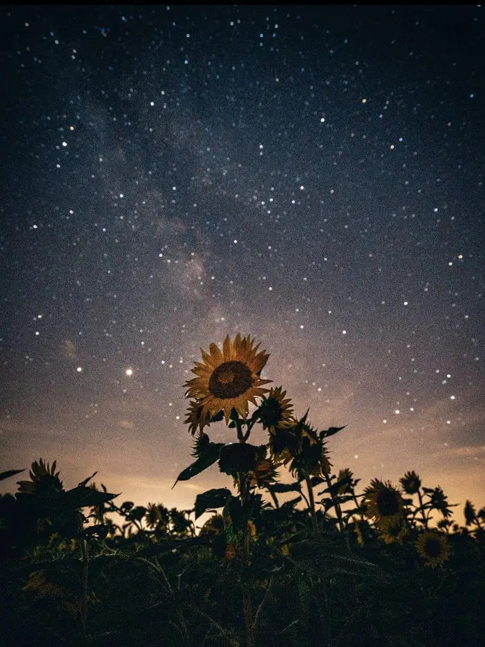 Lasd_08의 해바라기는 해를 좋아하는 줄 알았어.