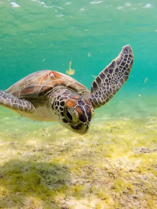 nupyeong의 유저는 거북이?!
