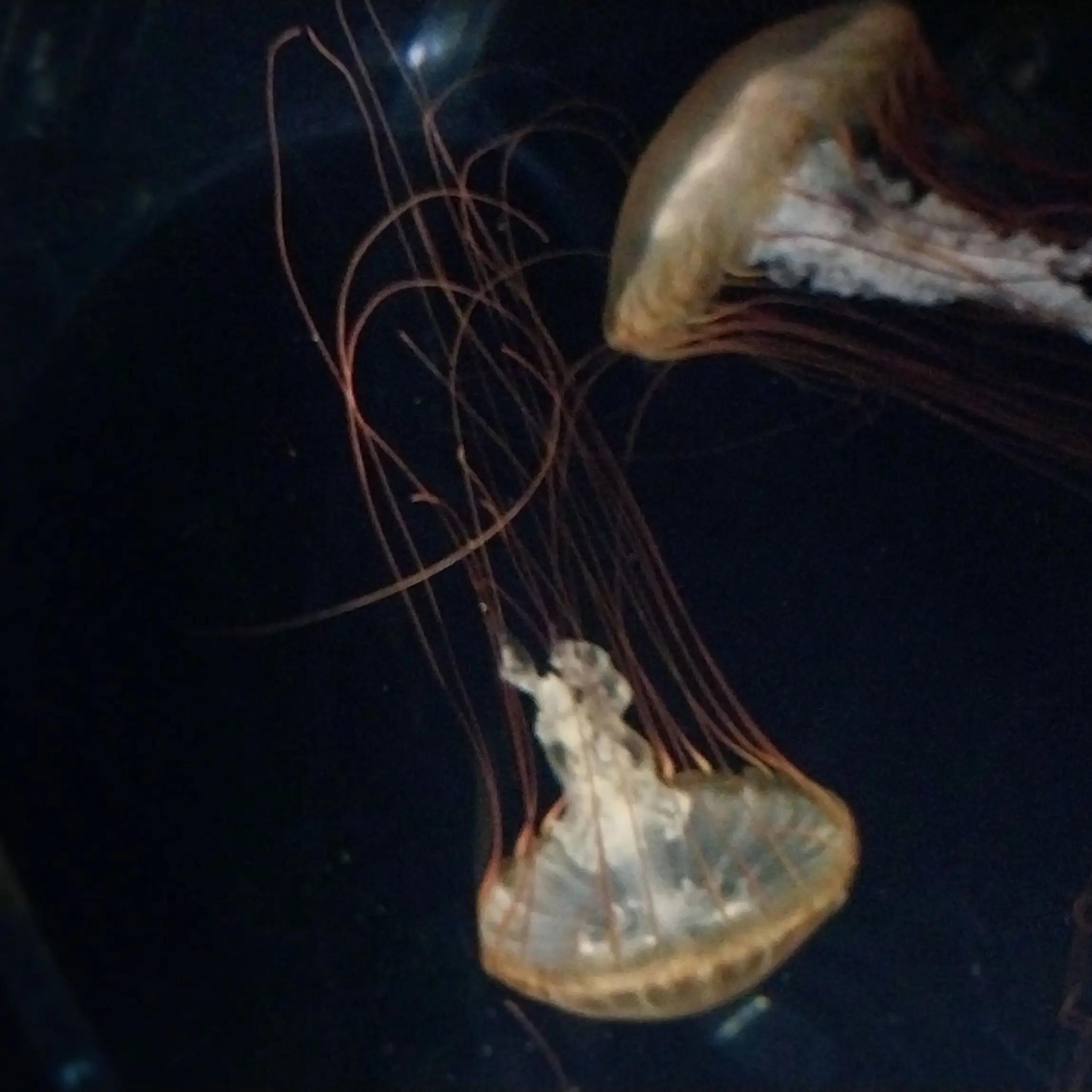 Hi_Vacation의 자기야- 나 하고 싶은 거 있는데.