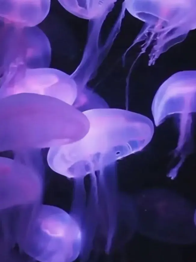 88e의 나의 이미지는 달고 부드러운 마카롱!