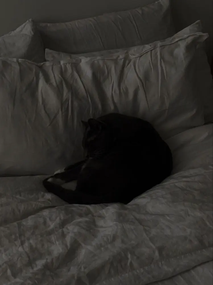 le2222ho의 にゃーん❤︎‪︎