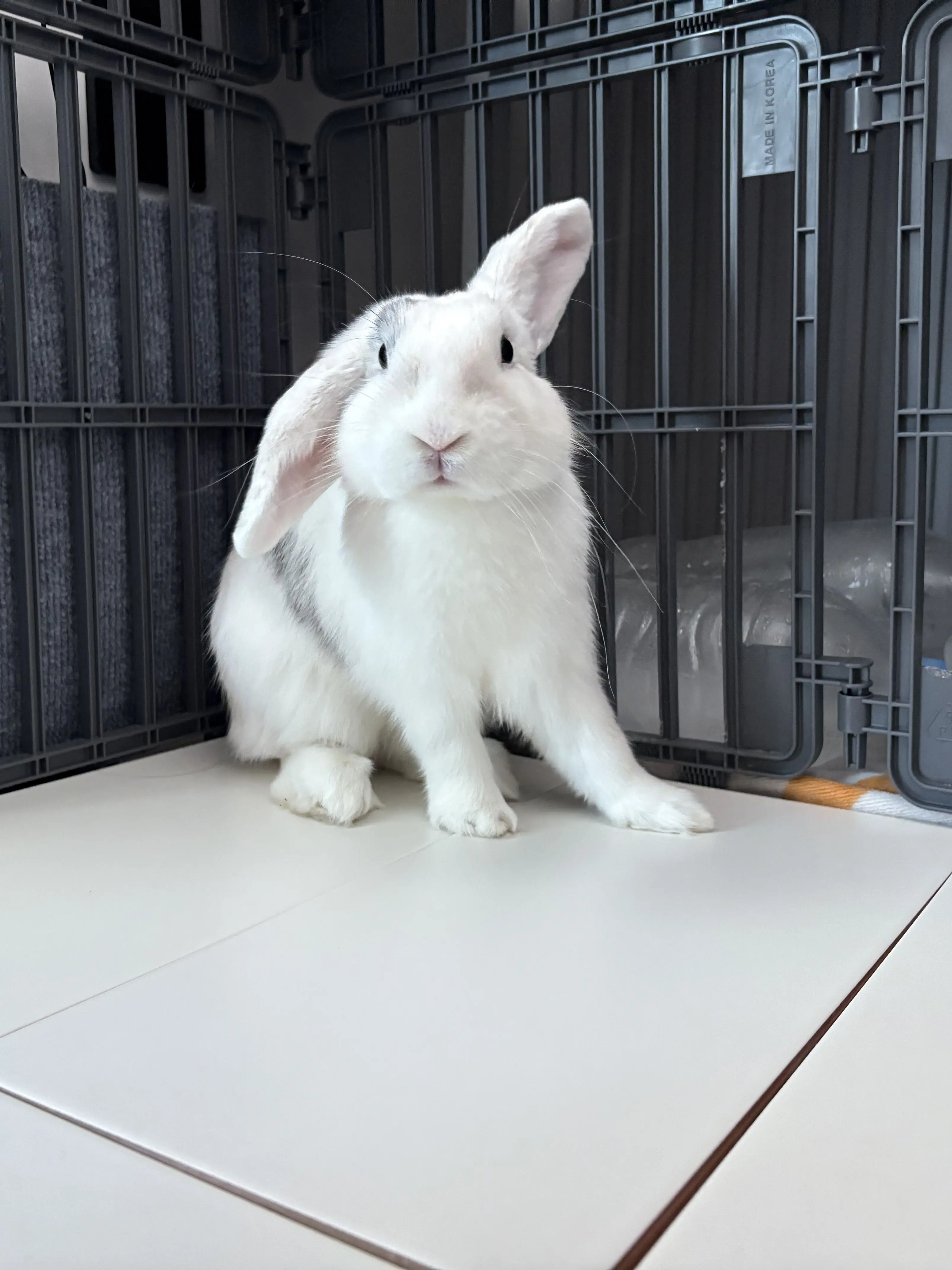 Lovebunny의 팀나빠 반장선거!!!!!!!!!!!!