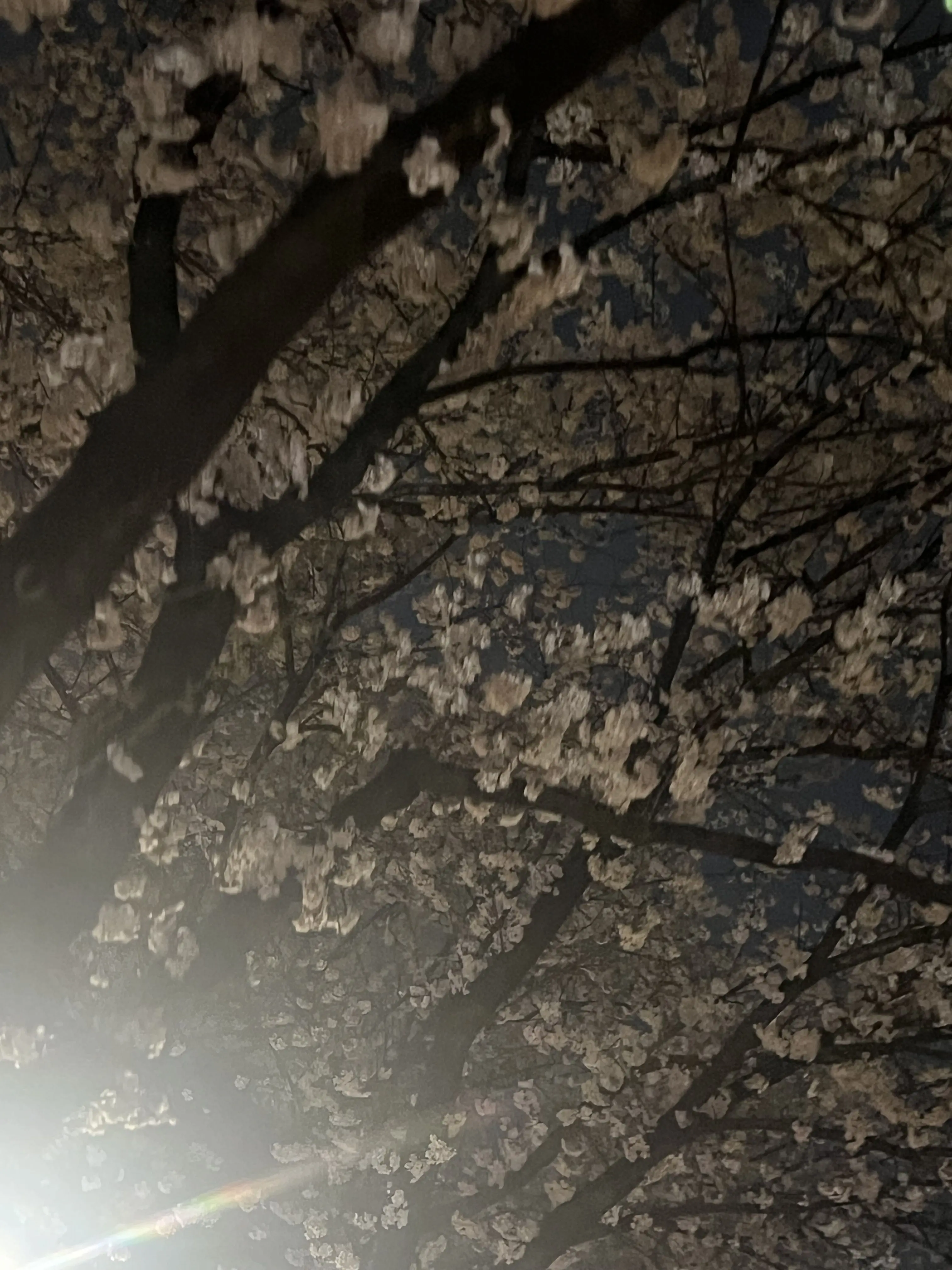 kami_sama의 앙스타