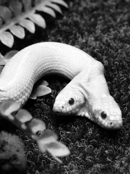 When_angels_deserve_to_die의 𝑪𝒐𝒓𝒃𝒚