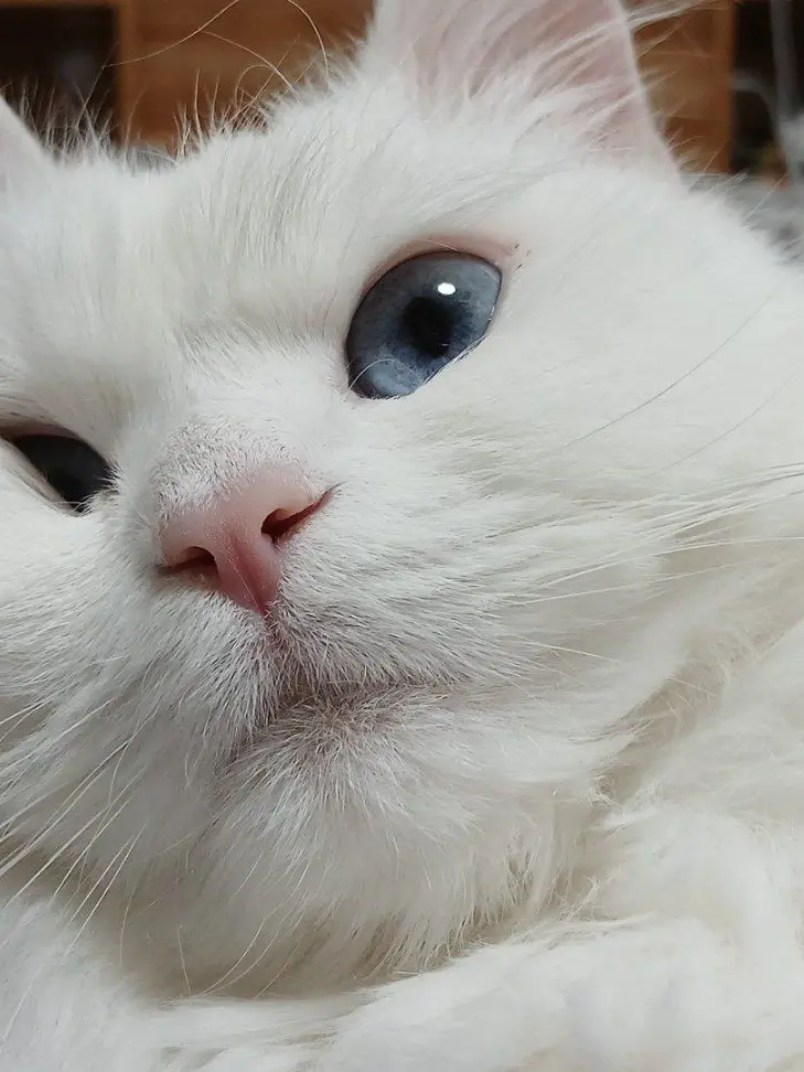 Soviet999999999의 猫獣人を養子に迎えたけど…