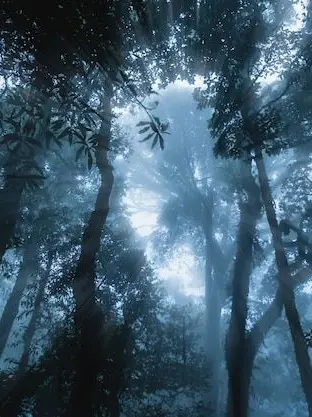 Sonio.exe의 Alone in the Woods.