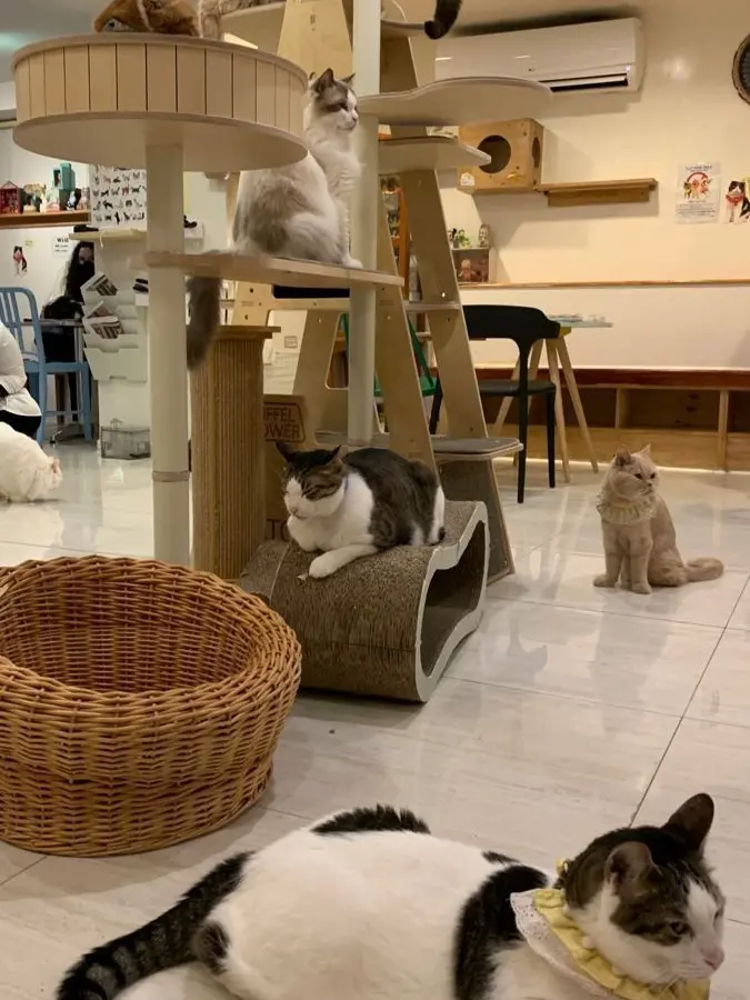 Ririsaralove의 獣人かふぇ‪.ᐟ✧︎*。
