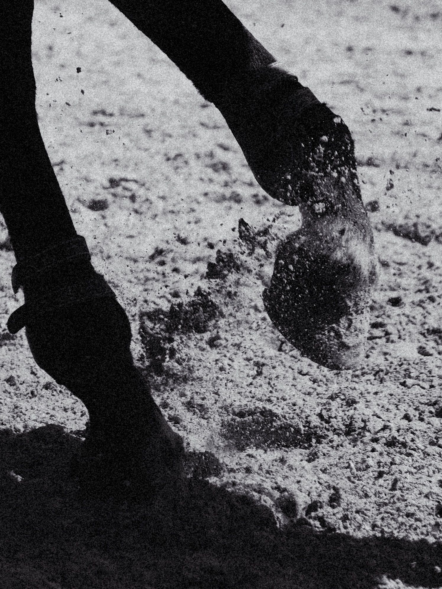 Derby Stakes Maniac 대표 이미지