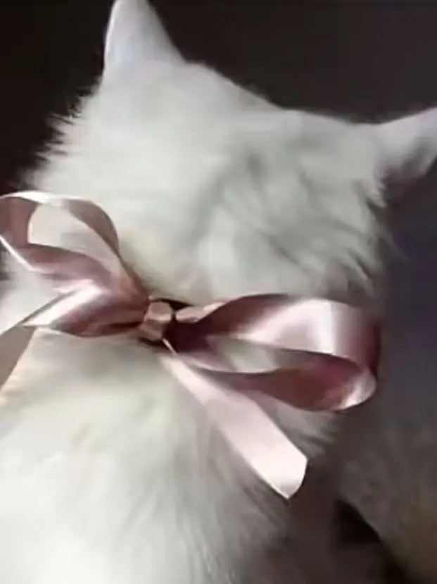 Saku_sn05.03의 飼い猫になっちゃった!?