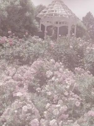 PurpleClam3492의 高嶺の花