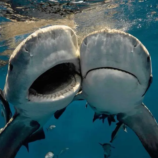 HAHAHEHEHo의 해저사냥꾼